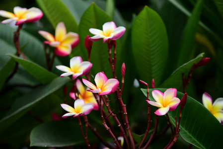 花园里五颜六色的花。梅花盛开。花园里美丽的花在夏天绽放。点缀着正式的花园。