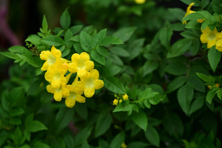 花园里五颜六色的花。梅花盛开。花园里美丽的花在夏天绽放。点缀着正式的花园。 公园。 美丽的花园。