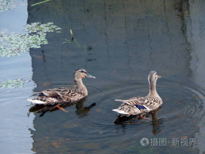 夏天鸭子沿着河边在水上游泳