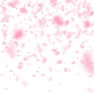 樱花花瓣落下。浪漫粉红色的花朵渐变。白色正方形背景上的飞花瓣