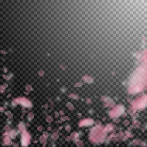 樱花花瓣落下。浪漫的粉红色花朵落下雨。透明正方形上的飞花瓣