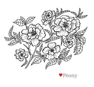 装饰牡丹花设计元素。 可用于卡片邀请横幅海报印刷设计。 线条艺术风格的花卉背景
