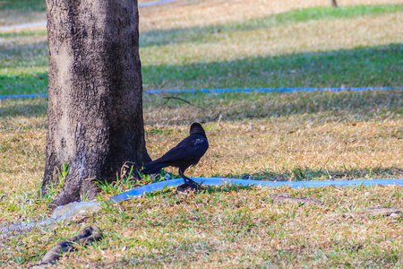 关闭公共公园里的黑乌鸦。 科维斯科罗内常见的黑乌鸦在花园里。