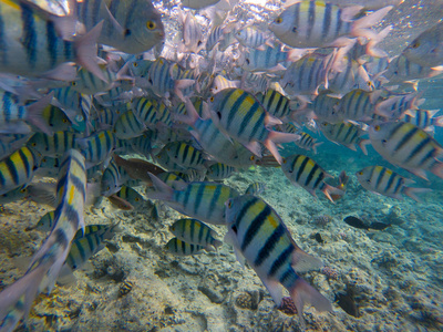 在蓝海的Dascyllus鱼学校。 珊瑚鱼群的水下景观。 蓝水中的黑白条纹热带鱼。 海洋生活形象。 海底景观到水面和珊瑚礁鱼类