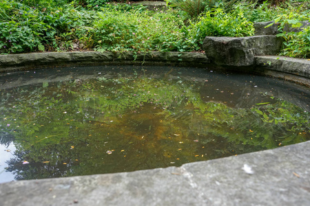 池塘在公园与野生植物