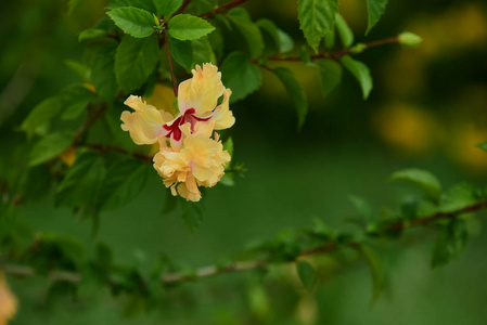 花园里五颜六色的花。梅花盛开。花园里美丽的花在夏天绽放。点缀着正式的花园。 公园。 美丽的花园。