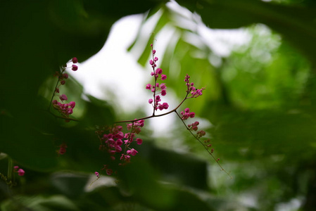 花园里的一群粉红色的花和蜜蜂。美丽的紫罗兰花，有树枝和绿叶。大自然中五颜六色的花。