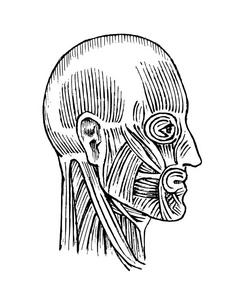 人体解剖。肌肉和骨骼系统的头部。医学和生物学的媒介例证。男性脸刻手工画旧单色复古素描。配置式视图