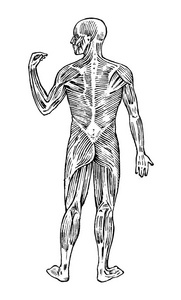 人体解剖。肌肉和骨骼系统。男性身体向量例证为科学医学和生物。肌肉和器官雕刻的手画旧的单色复古素描。后视图