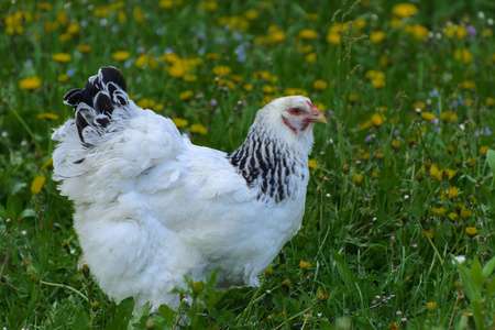 一种非常大的婆罗门鸡，头上有一个Arco红色梳子，黑色和白色在多汁的绿草的背景上放牧。