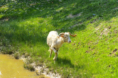 白色棕色的羊。 一种有大的旋转角的动物在绿草的背景下觅食。 村庄。