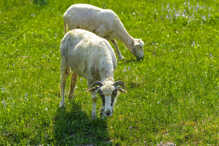 白色棕色的羊。 一种有大的旋转角的动物在绿草的背景下觅食。 村庄。