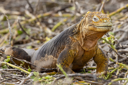 加拉帕戈斯群岛厄瓜多尔加拉帕戈斯群岛瓜纳Conolophus subristatus