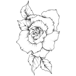 玫瑰花以矢量风格孤立。 植物的全名玫瑰。 矢量花为背景纹理包装图案框架或边框。