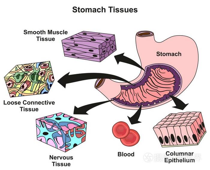胃组织类型,结构信息图,包括平滑肌,疏松结缔组织,神经,血液柱状上皮