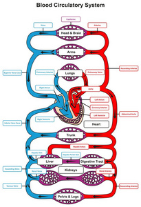 血液循环系统人体信息图，心脏泵入所有其他器官和主要动脉静脉，显示解剖学科学教育循环的解剖机制