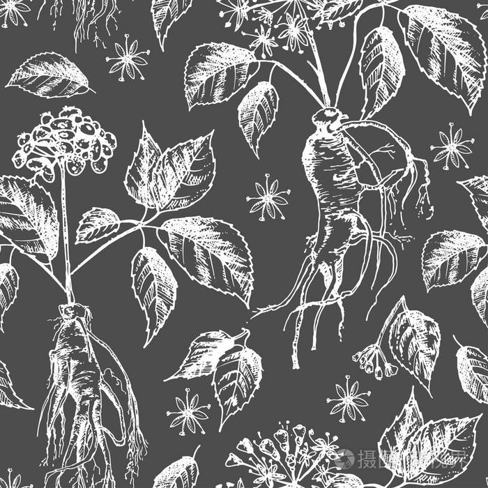 逼真的植物墨水素描无缝图案与人参根花卉浆果分离在黑色花卉草药收集