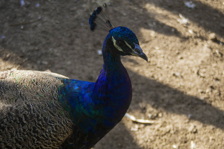 印度孔雀Pavo Cristatus接近。印度孔雀或蓝色孔雀Pavo Cristatus一种大而明亮的鸟类是原产于南亚的