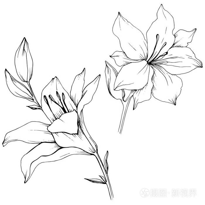 植物的全名:百合花. 矢量花为背景纹理包装图案框架或边框.