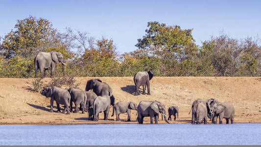  Specie Loxodonta africana family of Elephantidae