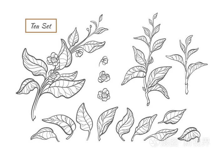 插画 矢量自然集. 茶树灌木枝条与叶花的剪影. 植物花卉生物收藏.