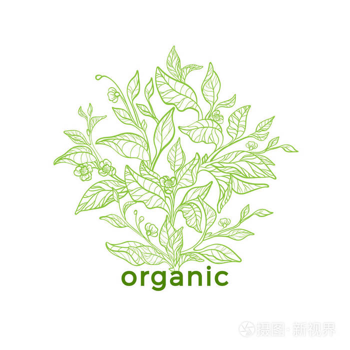 艺术线条设计. 茶树灌木枝叶花的自然符号花卡.