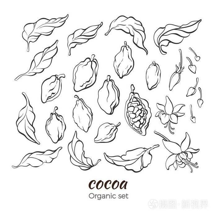 可可树载体组叶果豆花芽芽.