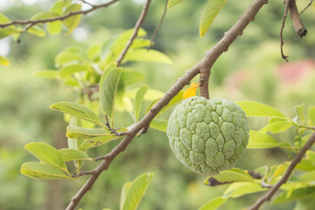 奶油苹果或糖苹果或。 在泰国花园的一棵树上生长