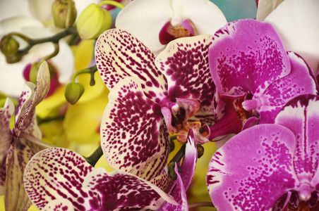  exotic orchids flower in plants nursery. 