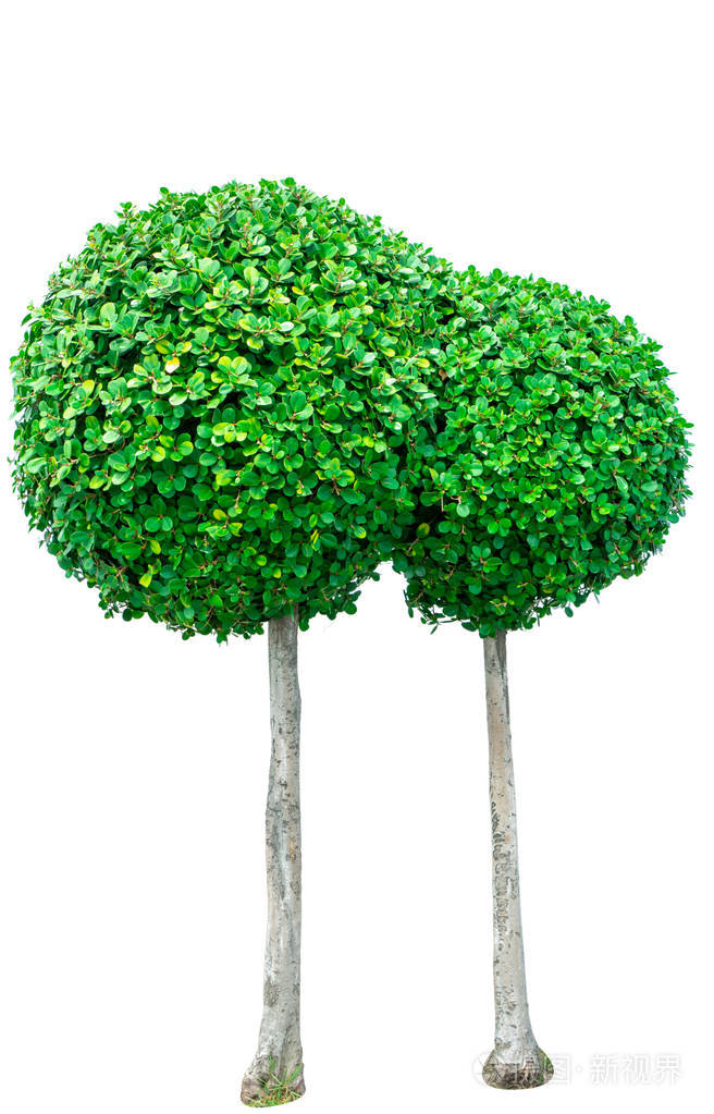 圆形绿色树,用于白色背景上的装饰.花园装饰与修剪灌木丛.