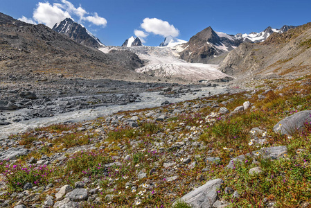 美丽的景观，冰川河，尖顶的雪山和鲜花，在蓝天的前景下。