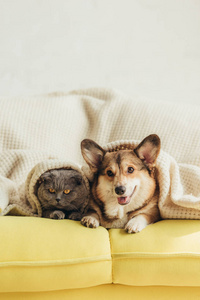 可爱的威尔士科吉狗和猫躺在沙发上的毯子下。