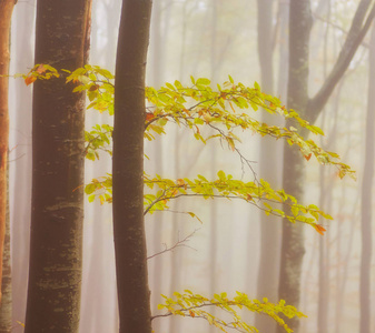 秋天的景色，雾中的树林，有一条小径