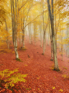 雾蒙蒙的秋日，山上的森林小径。