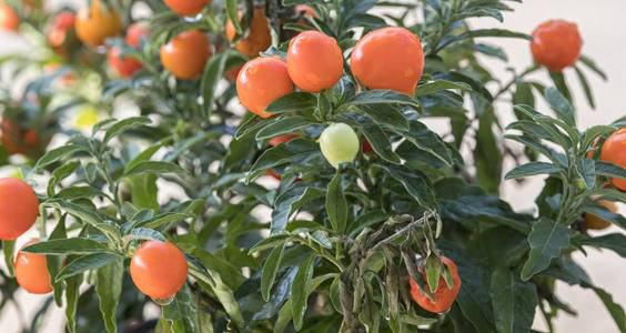 带有橙色浆果的茄属植物