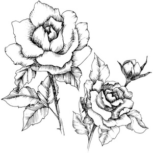 一种矢量风格的玫瑰花。孤立的插图元素。植物全称玫瑰..矢量花的背景，纹理，包装图案，框架或边界。