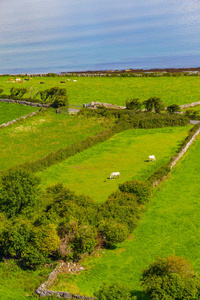 农场与牛和马伯伦路小径与加威湾巴利沃恩克莱尔爱尔兰
