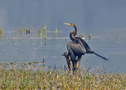 飞镖或蛇鸟anhinga melanogaster