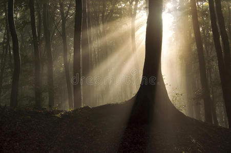 有雾的神奇森林里，阳光照射在一棵树旁