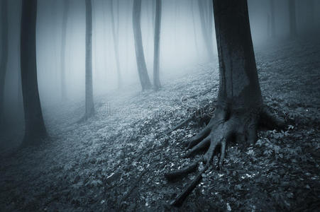 有雾的黑暗的毛骨悚然的森林和有大根的树