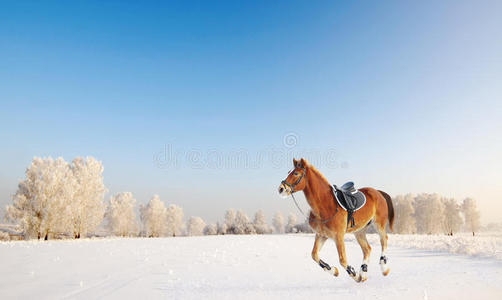 小马在雪地里奔驰