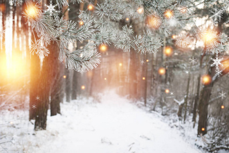 圣诞背景。冬季森林与发光的雪花。圣诞节森林与雪路。松树枝与霜。圣诞节和新年时间在12月