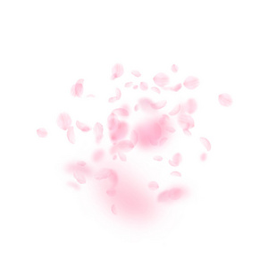 樱花花瓣落下。浪漫的粉红色花朵爆炸。白色方形背景上的飞花瓣