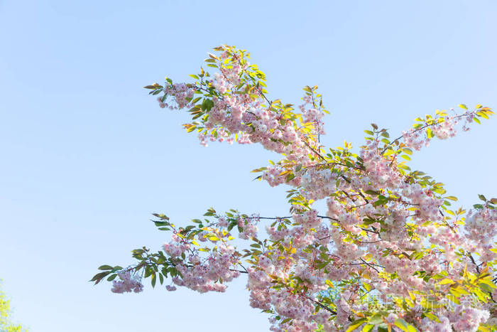 樱桃树开花