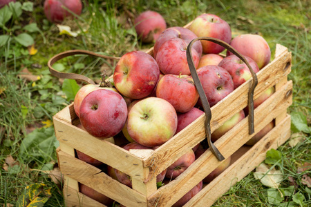 木制花园盒子里新鲜的有机秋苹果。 有机农业概念