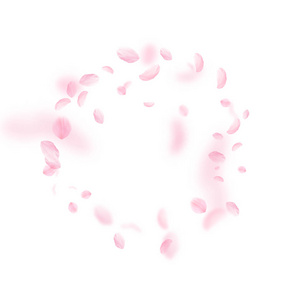 樱花花瓣落下。浪漫的粉红色花框。在白色正方形背景上的飞花瓣。我