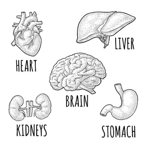 人体解剖器官。脑，肾，心，肝，胃..矢量黑色复古雕刻插图隔离在白色背景上。标签海报网页信息图形手绘设计元素