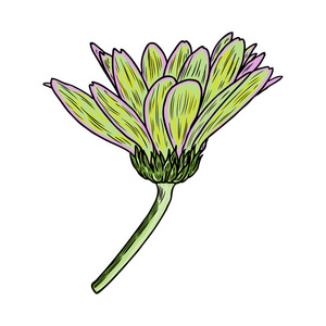 画雏菊花。 花卉手绘植物元素插图。 矢量。
