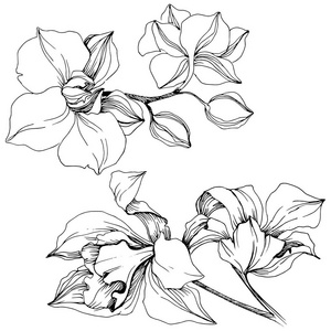 病媒热带兰花..植物花。孤立的插图元素。矢量野花的背景，纹理，包装图案，框架或边界。