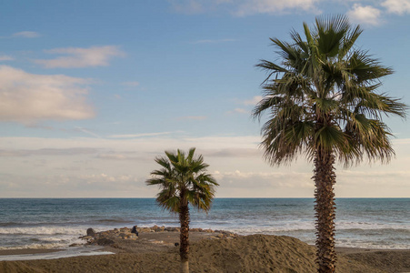 冬天意大利海滩上的棕榈树